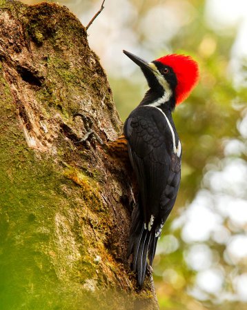 Photo (1): Powerful Woodpecker