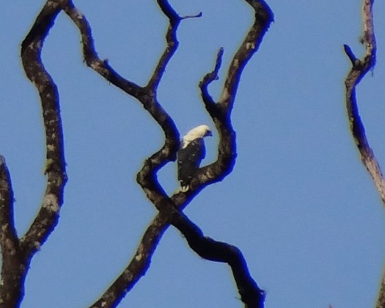 Photo (2): Black-and-white Hawk-Eagle