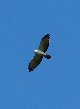 Photo (1): Black-and-white Hawk-Eagle