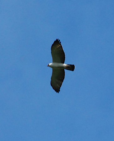 Photo (4): Black-and-white Hawk-Eagle