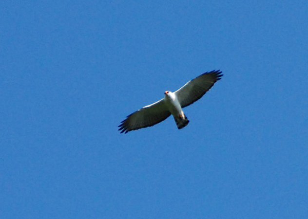 Photo (3): Black-and-white Hawk-Eagle