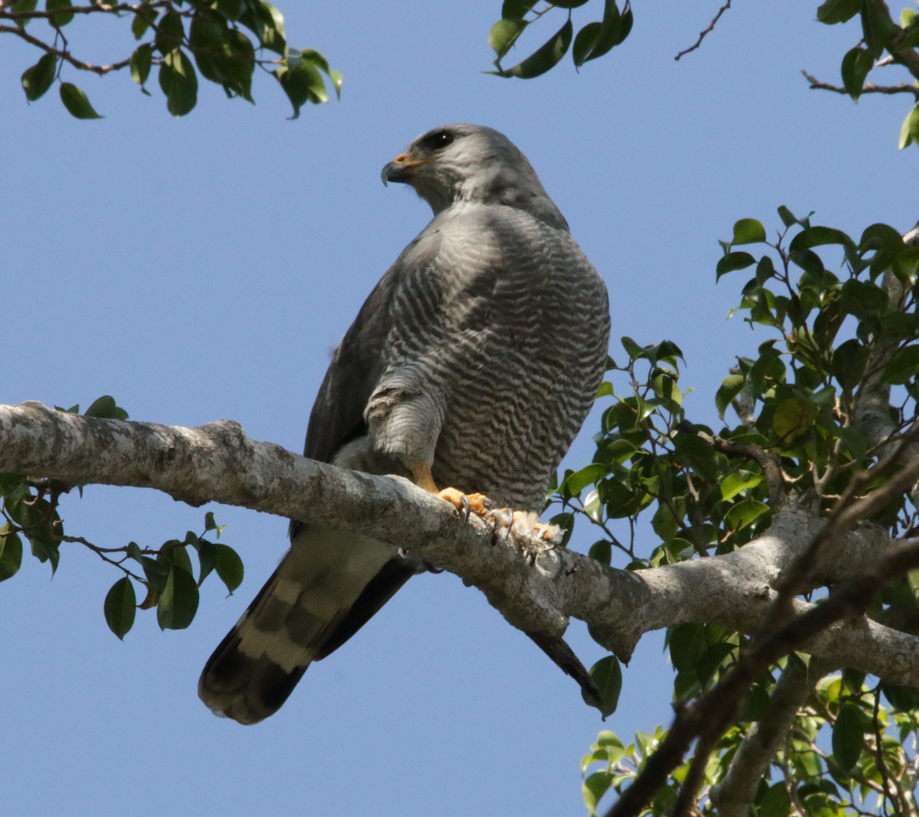 Photo (2): Gray-lined Hawk