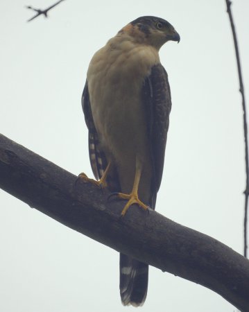 Photo (2): Bicolored Hawk