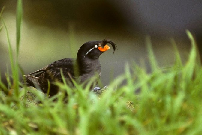 Photo (1): Crested Auklet