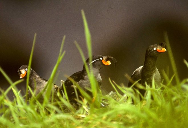 Photo (2): Crested Auklet