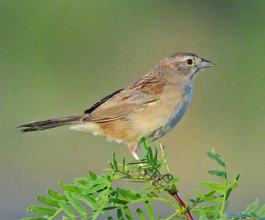 Photo (3): Botteri's Sparrow