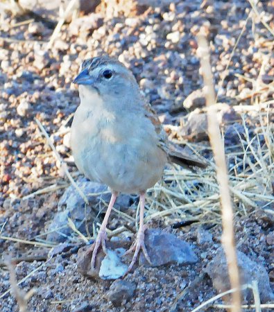 Photo (11): Botteri's Sparrow