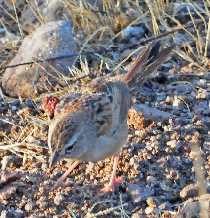 Photo (12): Botteri's Sparrow