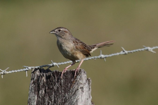 Photo (9): Botteri's Sparrow