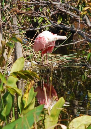 Photo (18): Roseate Spoonbill