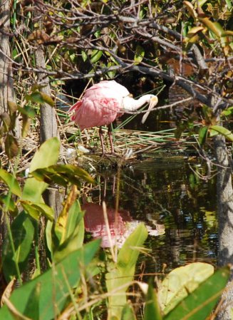 Photo (16): Roseate Spoonbill