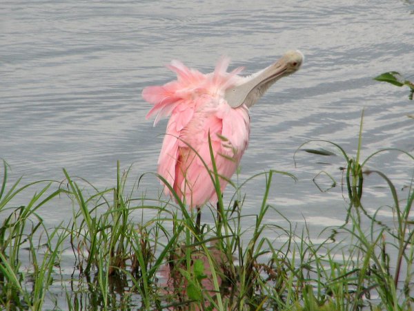 Photo (11): Roseate Spoonbill