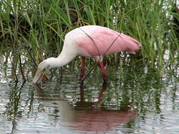 Photo (9): Roseate Spoonbill