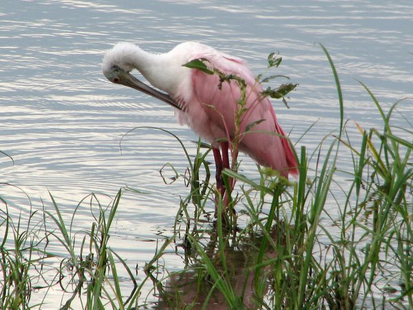 Photo (12): Roseate Spoonbill