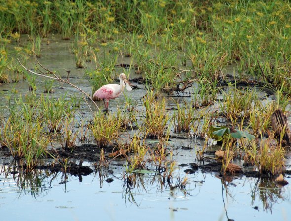 Photo (17): Roseate Spoonbill