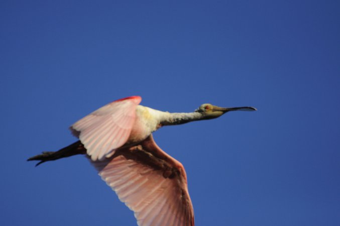 Photo (14): Roseate Spoonbill