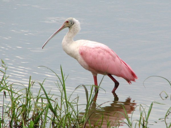 Photo (8): Roseate Spoonbill