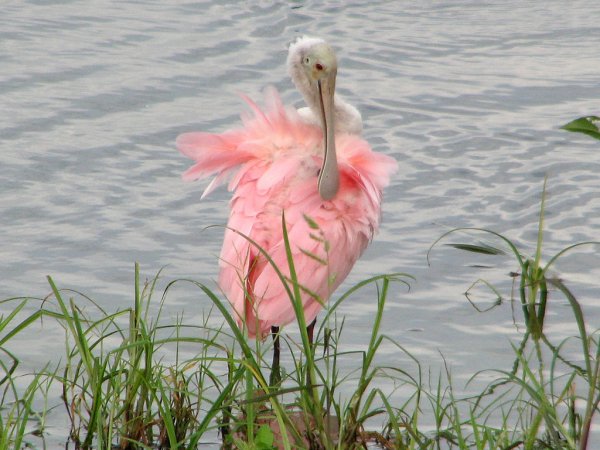 Photo (13): Roseate Spoonbill