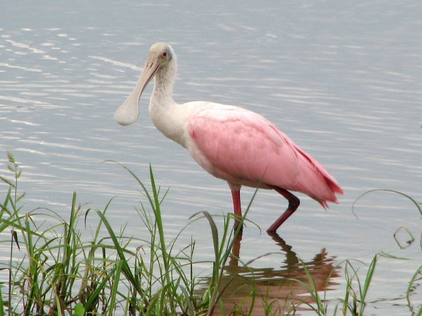 Photo (10): Roseate Spoonbill