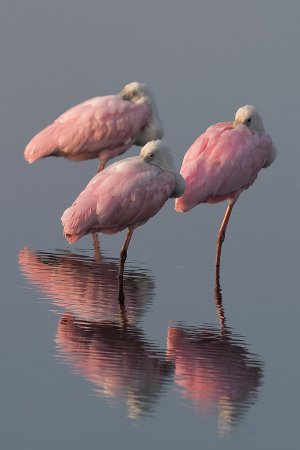 Photo (7): Roseate Spoonbill