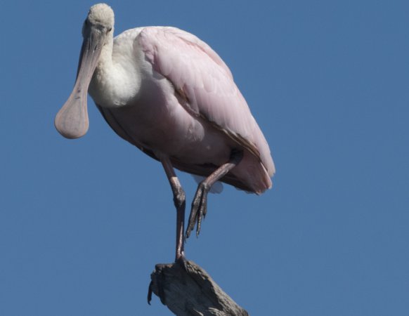 Photo (22): Roseate Spoonbill