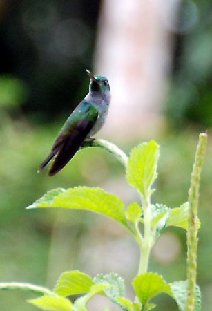 Photo (4): Blue-chested Hummingbird