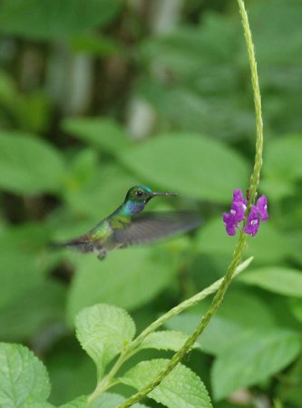 Photo (1): Blue-chested Hummingbird