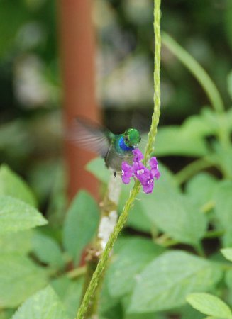 Photo (3): Blue-chested Hummingbird