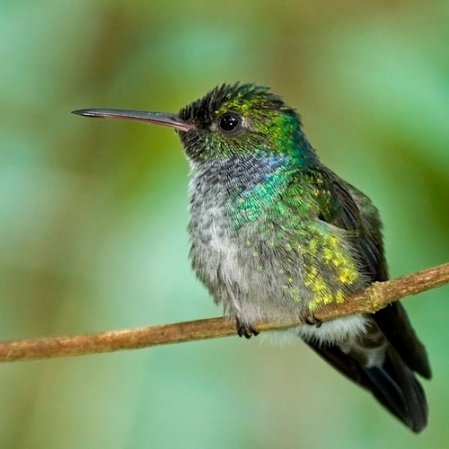 Photo (2): Blue-chested Hummingbird