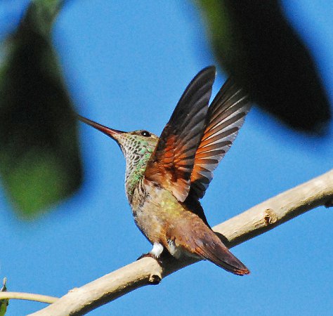 Photo (8): Berylline Hummingbird