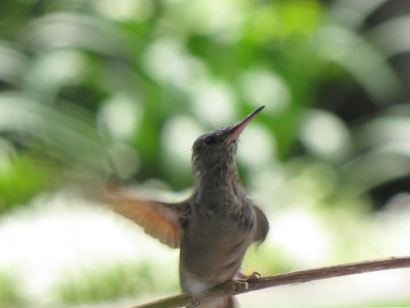 Photo (14): Berylline Hummingbird