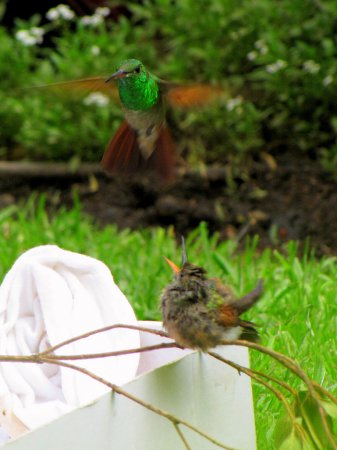 Photo (17): Berylline Hummingbird