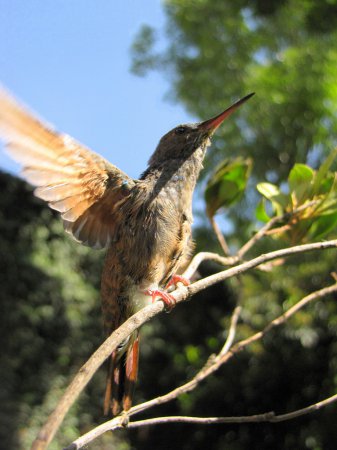 Photo (13): Berylline Hummingbird