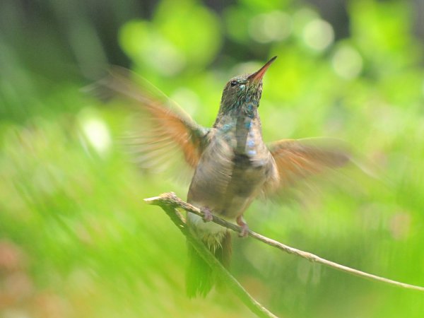 Photo (10): Berylline Hummingbird