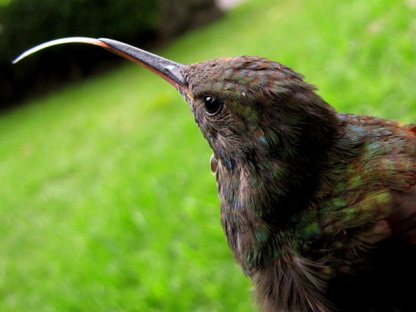 Photo (15): Berylline Hummingbird