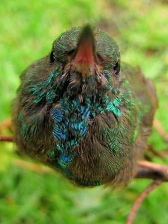 Photo (11): Berylline Hummingbird