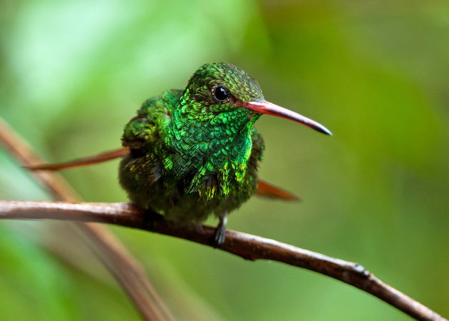 Photo (3): Rufous-tailed Hummingbird