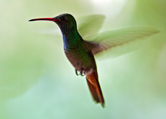 Photo (11): Rufous-tailed Hummingbird
