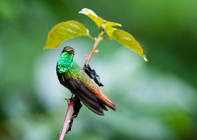 Photo (7): Rufous-tailed Hummingbird