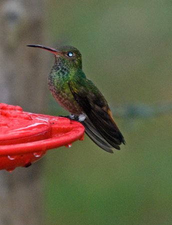 Photo (8): Rufous-tailed Hummingbird