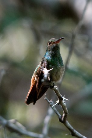 Photo (5): Rufous-tailed Hummingbird