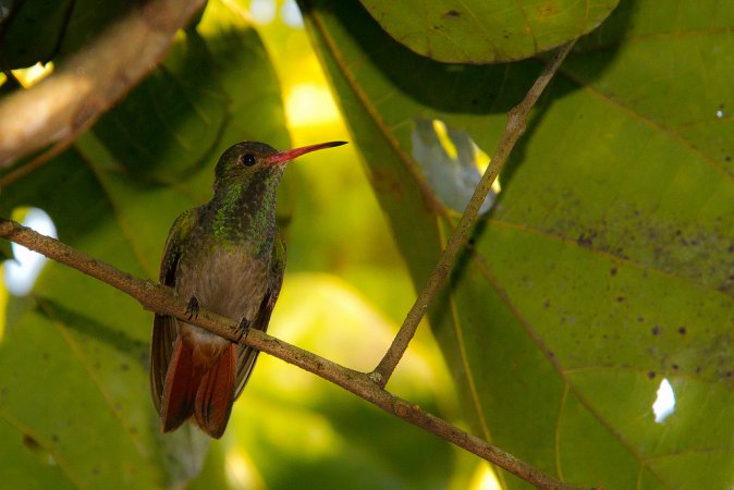 Photo (14): Rufous-tailed Hummingbird