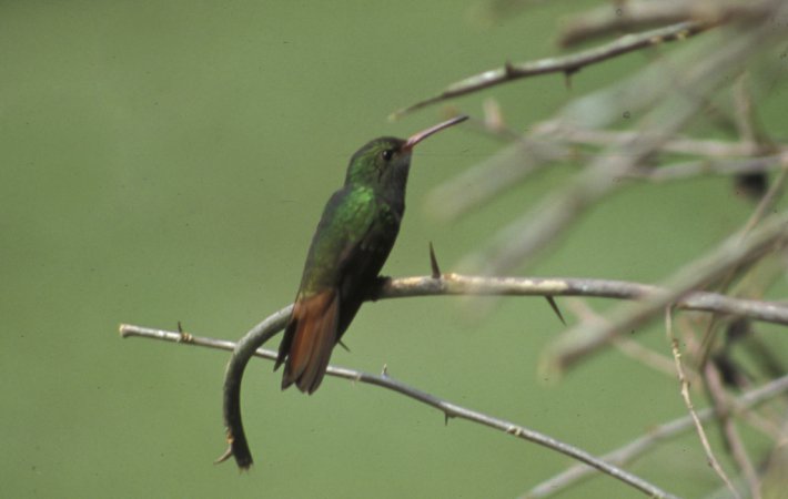 Photo (13): Rufous-tailed Hummingbird
