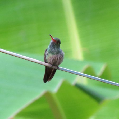 Photo (4): Rufous-tailed Hummingbird