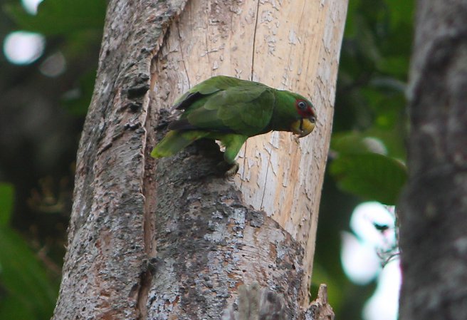 Photo (18): White-fronted Parrot