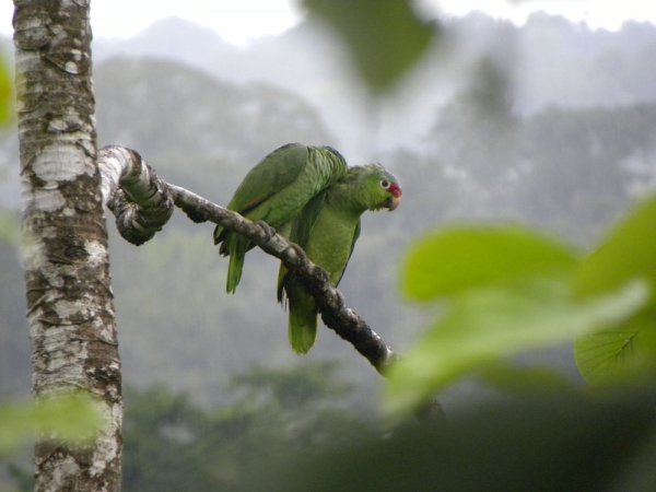 Photo (17): Red-lored Parrot