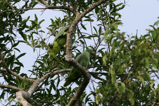 Photo (12): Mealy Parrot