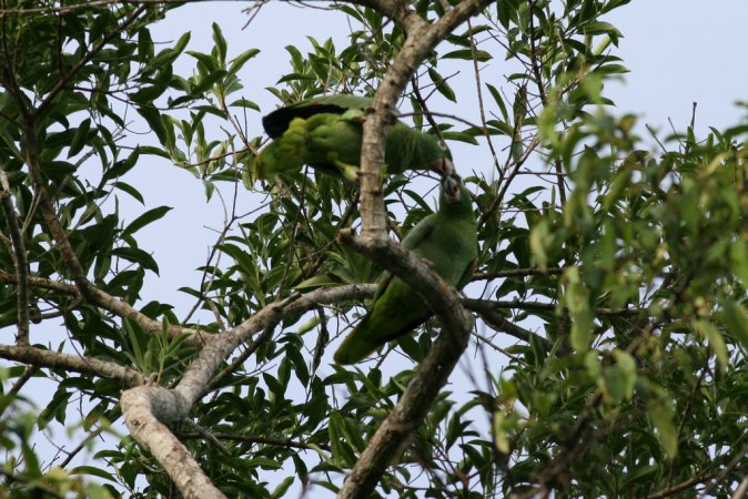 Photo (6): Mealy Parrot