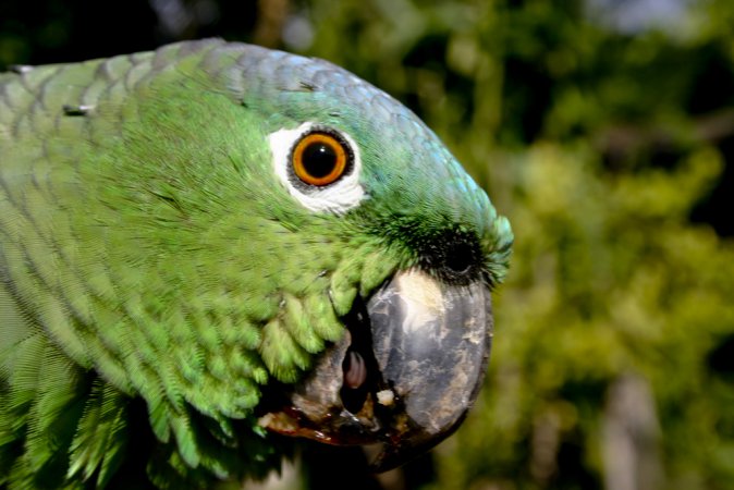 Photo (1): Mealy Parrot