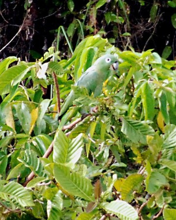 Photo (9): Mealy Parrot